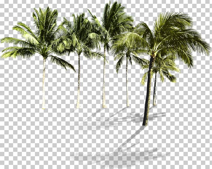 Arecaceae Beach Tree PNG, Clipart, Arecaceae, Arecales, Beach, Coconut, Coconut Grove Free PNG Download