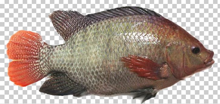 Red Tilapia Broodstock Perch Fish PNG, Clipart, Advocate, Animals, Bony Fish, Factory, Fauna Free PNG Download
