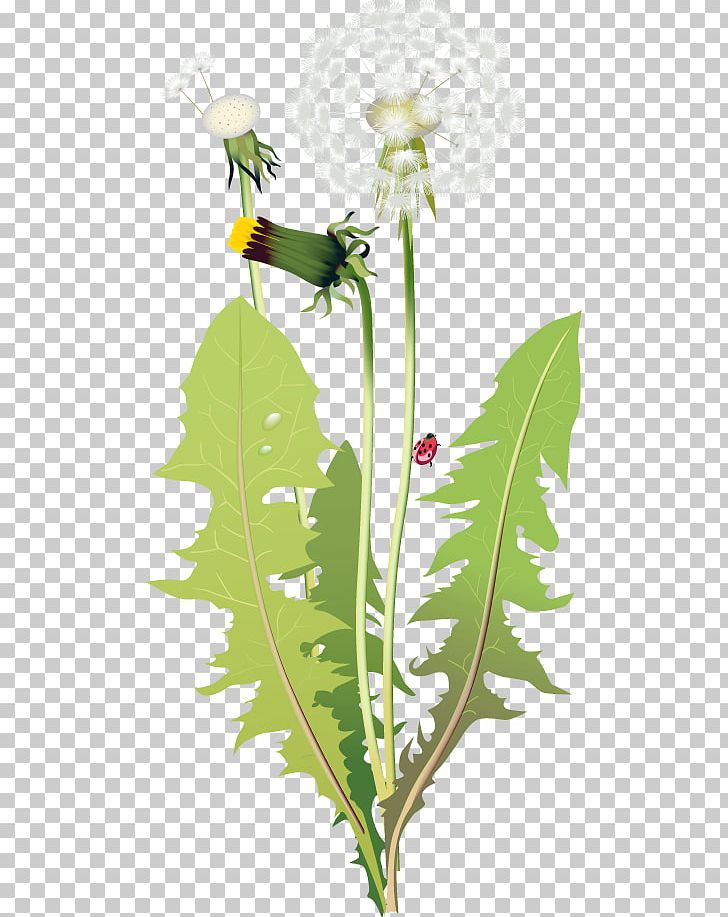 Dandelion Flower PNG, Clipart, Branch, Cartoon, Dandelion, Download, Drawing Free PNG Download