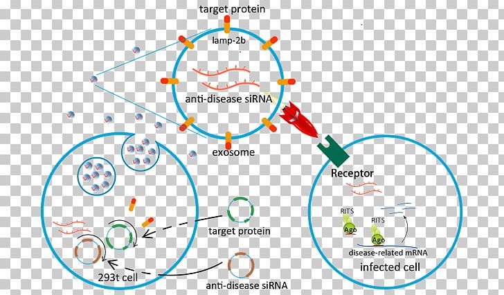 Exosome Virus Drug Delivery Hepatitis Infection PNG, Clipart, Area, Body Fluid, Circle, Diagram, Drug Delivery Free PNG Download