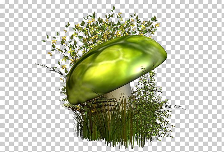 Green Mushroom PNG, Clipart, 3d Computer Graphics, Champignon, Commodity, Designer, Download Free PNG Download