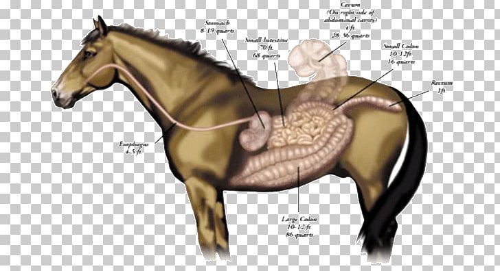 Horse Colic Digestion Gastrointestinal Tract Human Digestive System PNG, Clipart, Bridle, Colt, Digestion, Equine Anatomy, Gastrointestinal Tract Free PNG Download