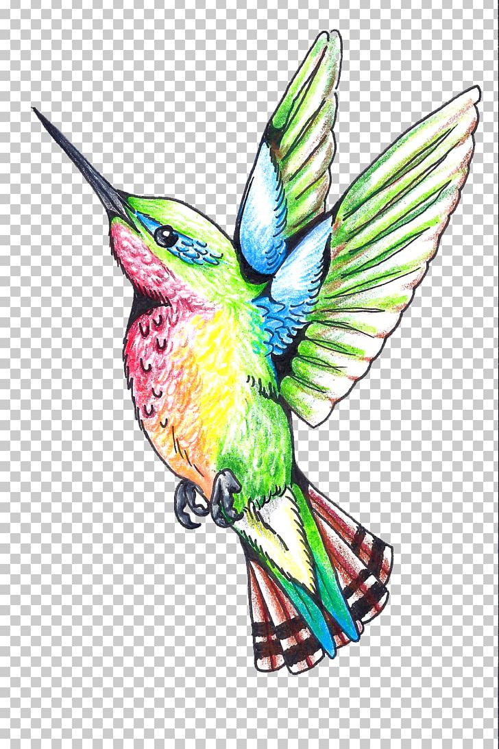 Hummingbird Beak Wing Feather Illustration PNG, Clipart, Akitaclub, Akitainu, Animals, Beak, Biodiversidad Free PNG Download
