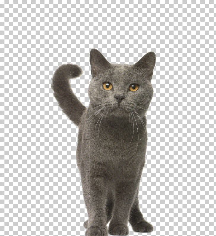 Korat Chartreux British Shorthair European Shorthair Russian Blue PNG, Clipart, Asian, Black Cat, Bombay, Bombay Cat, Breed Free PNG Download