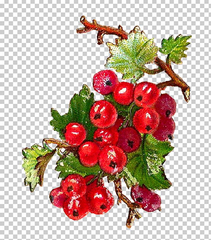 Redcurrant Zante Currant Blackcurrant Berry Fruit PNG, Clipart, Berry, Berry Fruit, Blackcurrant, Botanical, Botanical Illustration Free PNG Download