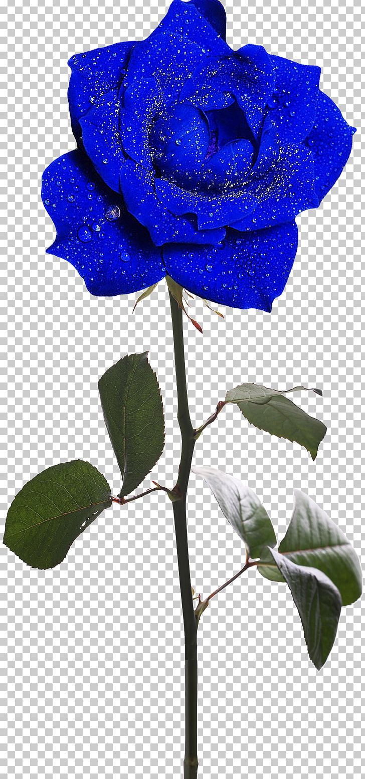 Rosa Gallica Garden Roses Flower PNG, Clipart, Blue, Blue Rose, Branch, Cobalt Blue, Collage Free PNG Download