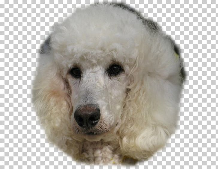 Standard Poodle Miniature Poodle Toy Poodle Dog Breed PNG, Clipart, American Kennel Club, Breed, Carnivoran, Companion Dog, Cuteness Free PNG Download