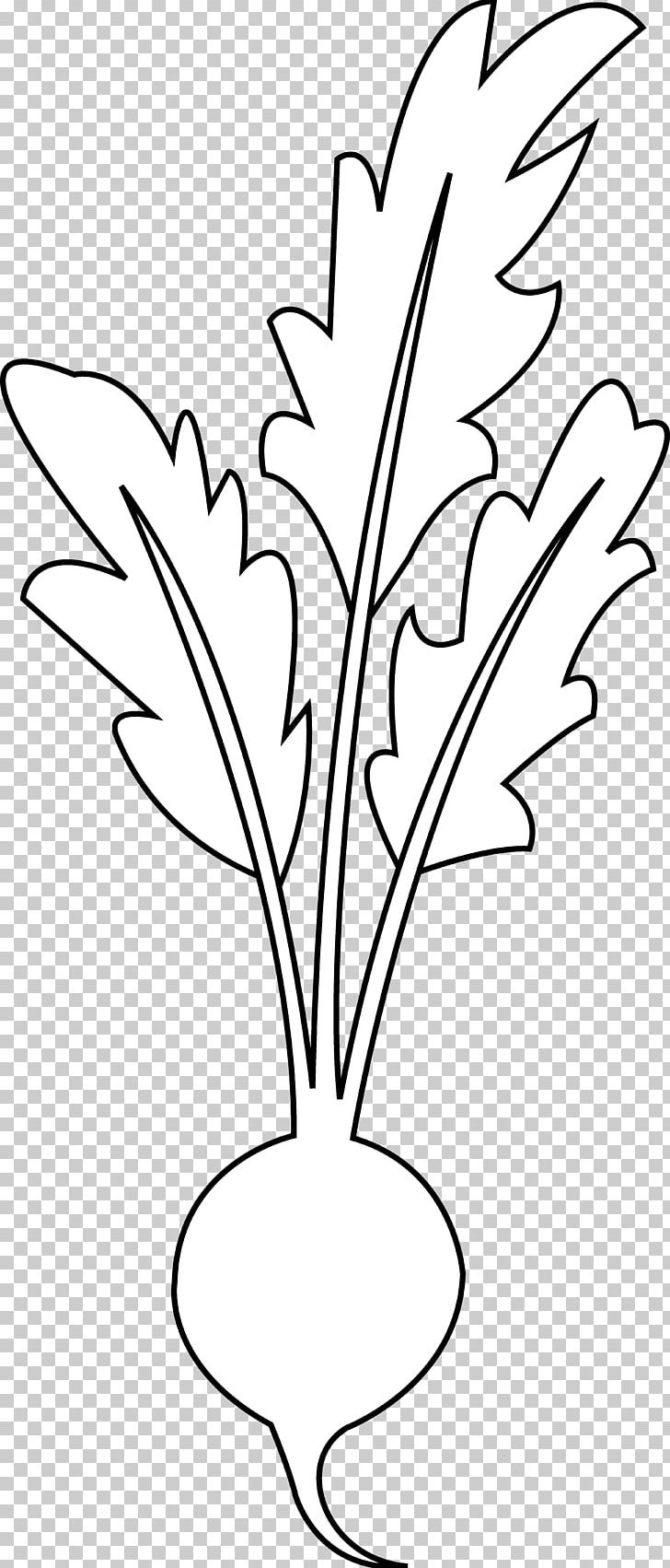 Beetroot Line Art Vegetable Black And White PNG, Clipart, Beet, Beetroot, Black And White, Branch, Cartoon Free PNG Download
