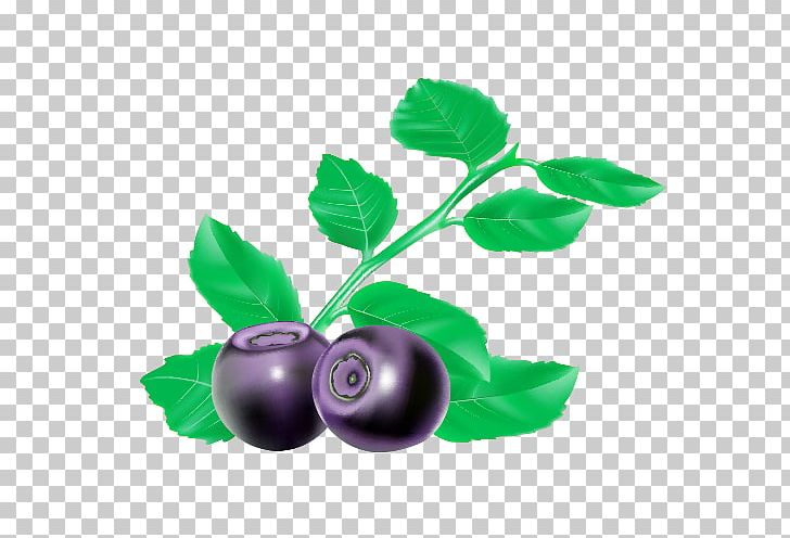 Blueberry Bilberry Blackcurrant PNG, Clipart, Bilberry, Blackcurrant, Blueberry, Branch, Cartoon Free PNG Download