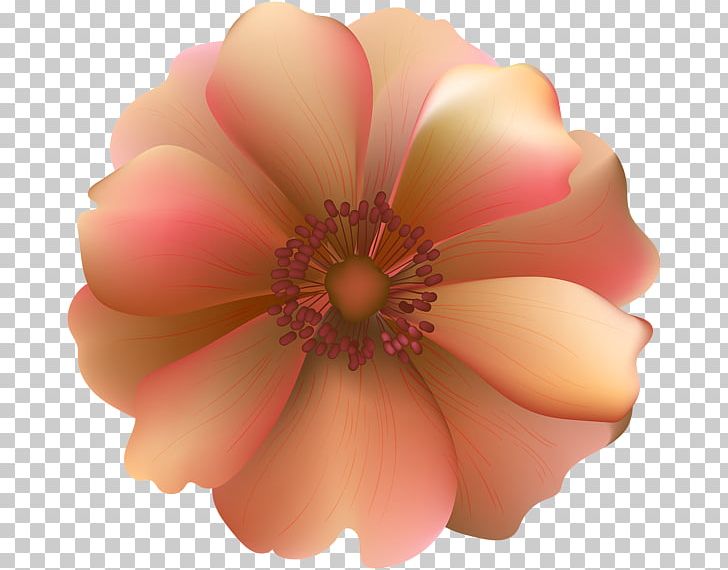 Desktop Rose PNG, Clipart, Art, Blossom, Blue Rose, Clip, Closeup Free PNG Download