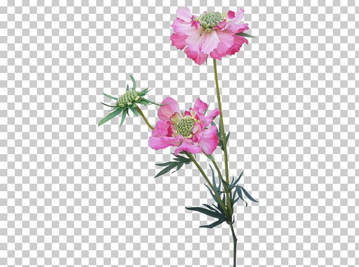 Pink Cut Flowers Plant Stem Herbaceous Plant PNG, Clipart, Artificial Flowers, Artificial Flowers Mala, Cut Flowers, Dianthus, Flora Free PNG Download