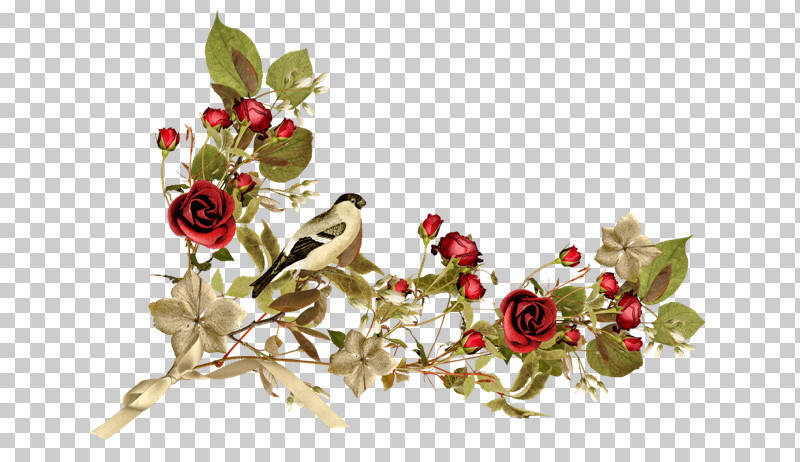 Rose PNG, Clipart, Branch, Cut Flowers, Flower, Plant, Rose Free PNG Download