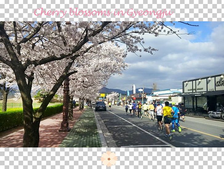 Cherry Blossom Recreation ST.AU.150 MIN.V.UNC.NR AD PNG, Clipart, Blossom, Cherry, Cherry Blossom, Cherry Blossoms, Flower Free PNG Download