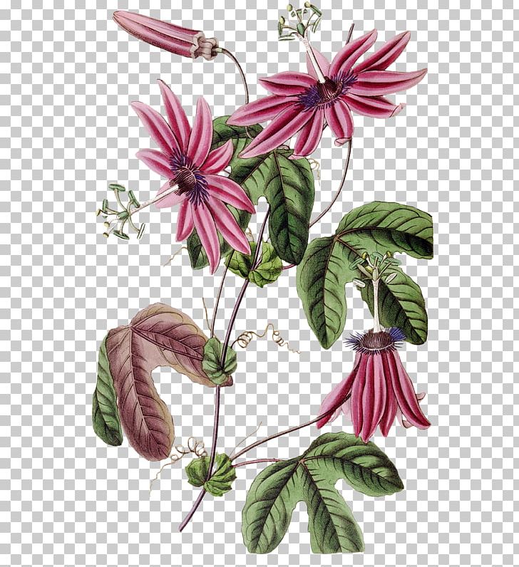 Flower Botany Botanical Illustration Passiflora Alata Curtis's Botanical Magazine PNG, Clipart,  Free PNG Download
