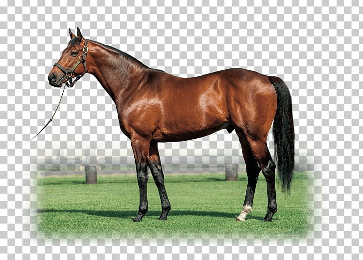 Shadai Stallion Station Horse Mare Stable PNG, Clipart, Animals, Bridle, Colt, Grass, Halter Free PNG Download