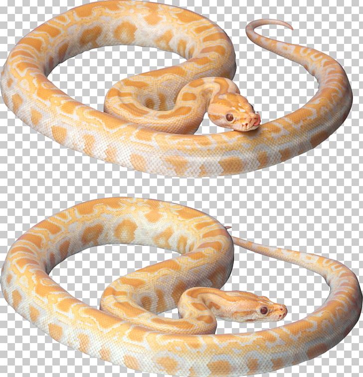 Snake Desktop PNG, Clipart, Animals, Boa Constrictor, Boas, Body Jewelry, Colubridae Free PNG Download