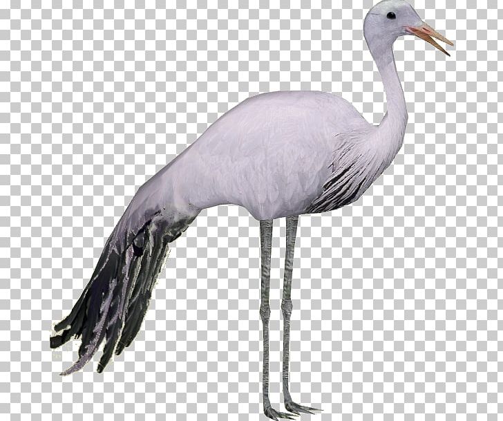 Zoo Tycoon 2 Blue Crane Bird PNG, Clipart, Anthropoides, Beak, Bird, Blacknecked Crane, Blue Crane Free PNG Download