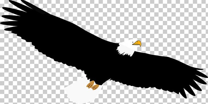 Bald Eagle PNG, Clipart, Accipitriformes, Animals, Bald, Bald Eagle, Beak Free PNG Download