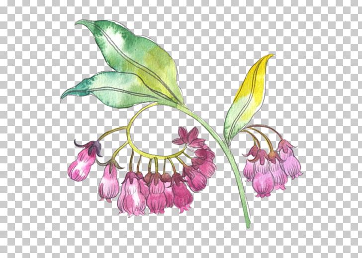 Common Comfrey Allantoin Extract Floral Design Root PNG, Clipart, Antioxidant, Cut Flowers, Flora, Floristry, Flower Free PNG Download