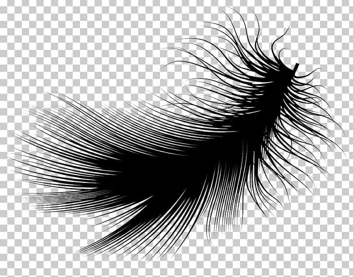 Feather Black And White PNG, Clipart, Animals, Black, Black And White, Closeup, Eyelash Free PNG Download