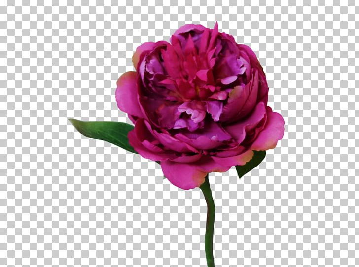 Garden Roses Peony Cut Flowers Cabbage Rose Flower Bouquet PNG, Clipart, Artificial Flower, Cabbage Rose, Cut Flowers, Floribunda, Flower Free PNG Download
