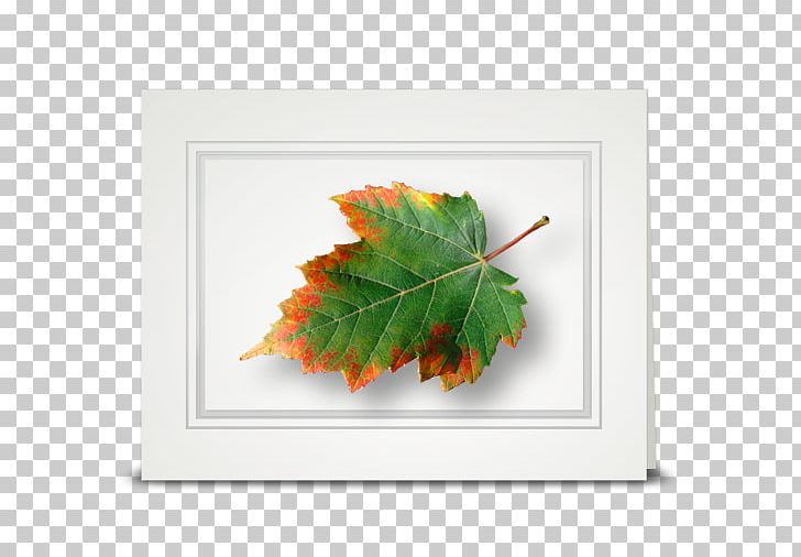 Maple Leaf Tree Rectangle PNG, Clipart, Leaf, Maple, Maple Leaf, Rectangle, Tree Free PNG Download