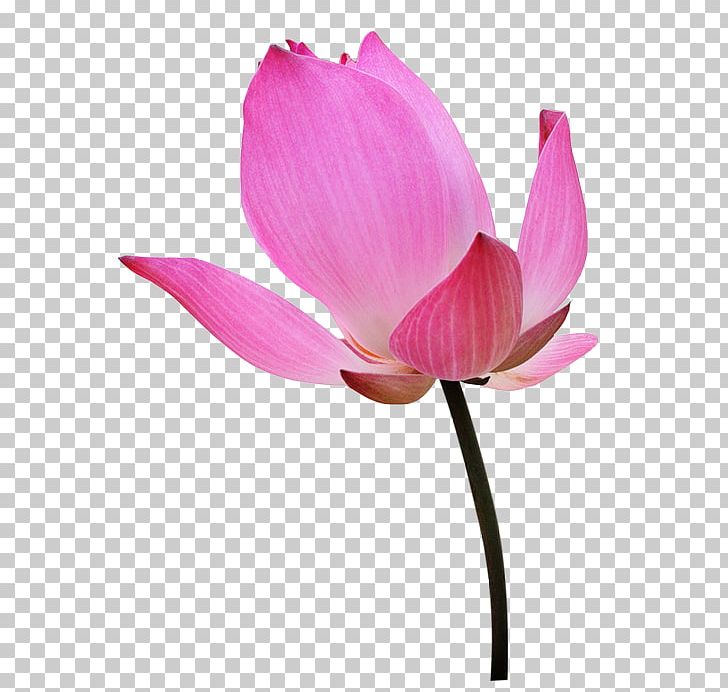 Nelumbo Nucifera Encapsulated PostScript PNG, Clipart, Aquatic Plant, Bud, Cicek Resimleri, Cut Flowers, Encapsulated Postscript Free PNG Download