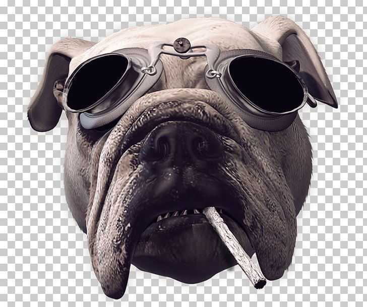 Pug Dirty Dynamite Dög Song Krokus Toy Dog PNG, Clipart, 2013, Animals, Breed, Carnivoran, Dirty Free PNG Download