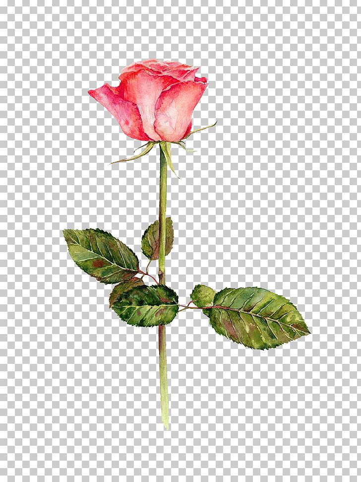 Festival Of The Flowers Watercolor: Flowers Garden Roses Watercolor Painting Drawing PNG, Clipart, Botanical Illustration, Bud, Cartoon, Color, Cut Flowers Free PNG Download