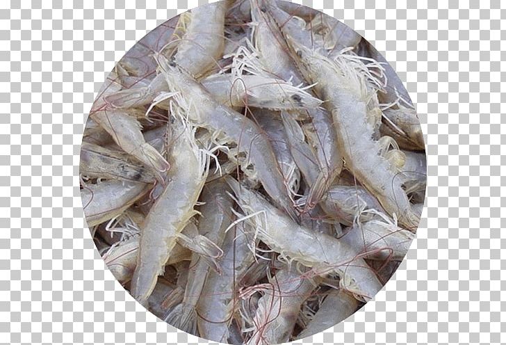 Giant Tiger Prawn Whiteleg Shrimp Caridea Seafood PNG, Clipart, Anchovy, Animals, Animal Source Foods, Caridea, Caridean Shrimp Free PNG Download