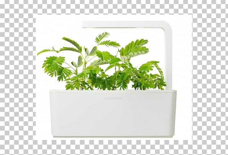 Herb Flowerpot Leaf Vegetable Mimosa Pudica PNG, Clipart, Flowerpot, Herb, Leaf, Leaf Vegetable, Mimosa Free PNG Download
