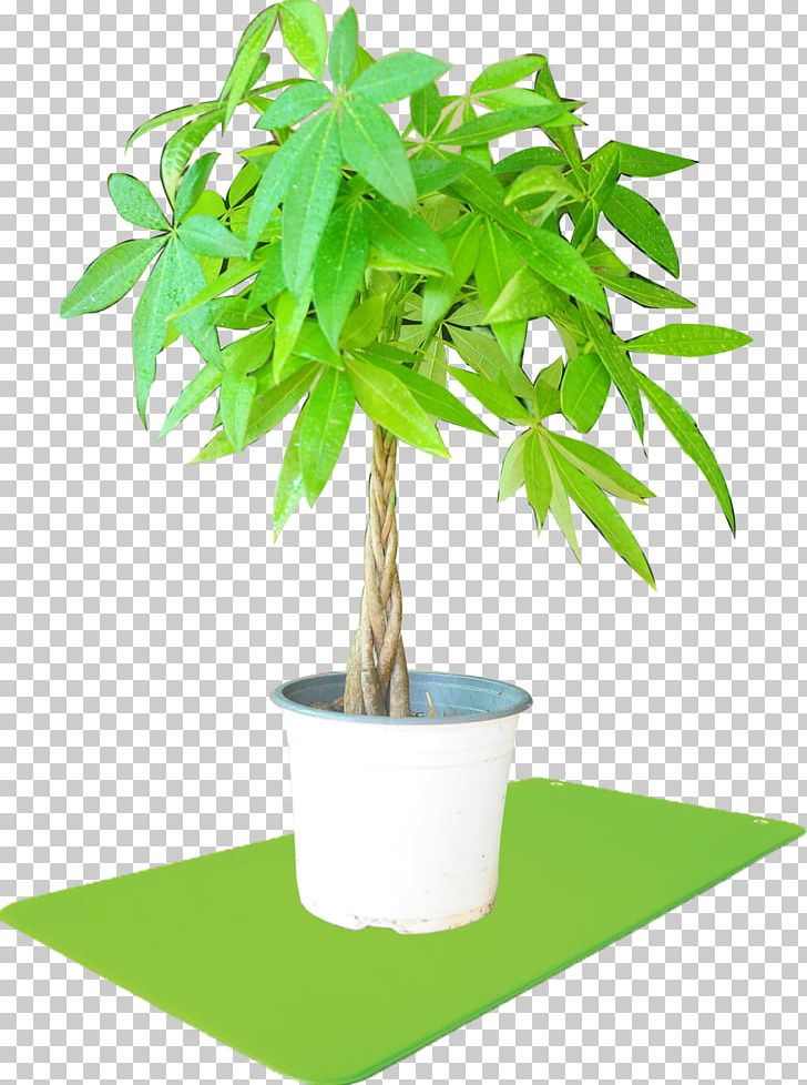 Houseplant Flowerpot Streptocarpus Self-pollination PNG, Clipart, Flower, Flowering Plant, Flowerpot, Food Drinks, Garden Free PNG Download