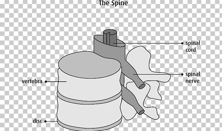 Vertebral Column Spinal Cord Anatomy Cervical Vertebrae Nervous System PNG, Clipart, Anatomy, Angle, Arm, Black And White, Cartoon Free PNG Download