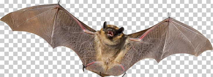 Bat Raccoon Feral Cat Animal Rabies PNG, Clipart, Animal, Animal Bite, Animal Control And Welfare Service, Animal Figure, Animals Free PNG Download