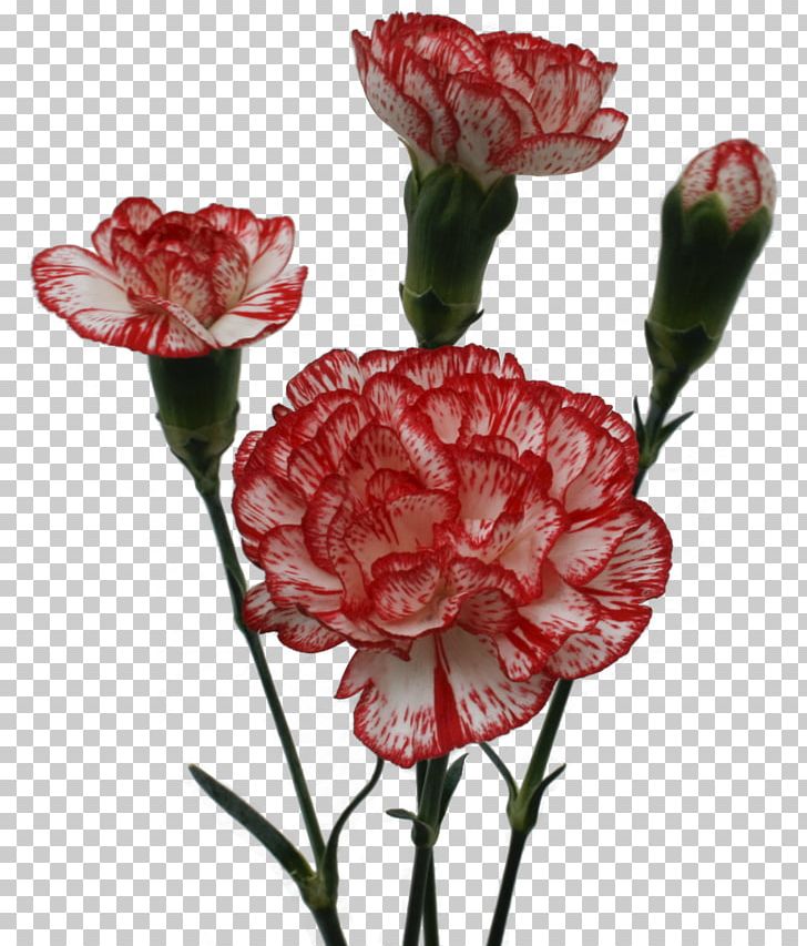 Garden Roses Carnation Cut Flowers Petal PNG, Clipart, Carnation, Carnetion, Color, Cut Flowers, Dianthus Free PNG Download