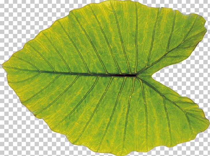 Leaf Stock Photography Plant PNG, Clipart, Bladnerv, Bud, Fotosearch, Leaf, Leaves Free PNG Download