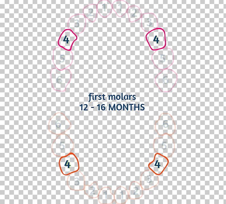 Line Point Pink M PNG, Clipart, Area, Baby Teeth, Circle, Diagram, Line Free PNG Download