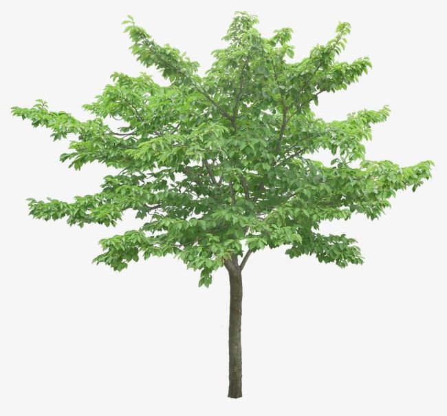 Luxuriant Trees PNG, Clipart, Big, Hd Big Picture, Layer, Luxuriant, Luxuriant Clipart Free PNG Download