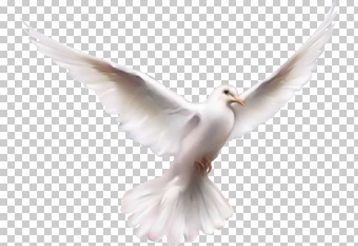 Fruit Of The Holy Spirit Religion Sermon PNG, Clipart, Beak, Bird, Christian Church, Christianity, Dove Free PNG Download
