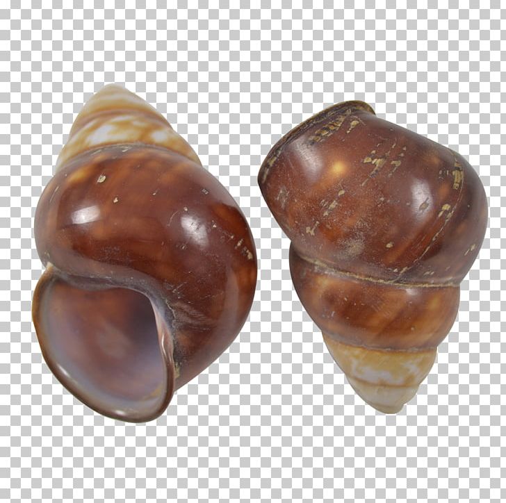 Land Snail Seashell Gastropod Shell Pond Snails PNG, Clipart, Animals, Craft, Fresh Water, Gastropod Shell, Land Snail Free PNG Download