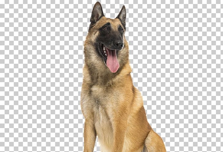 Malinois Dog Belgian Shepherd German Shepherd Tervuren King Shepherd ...