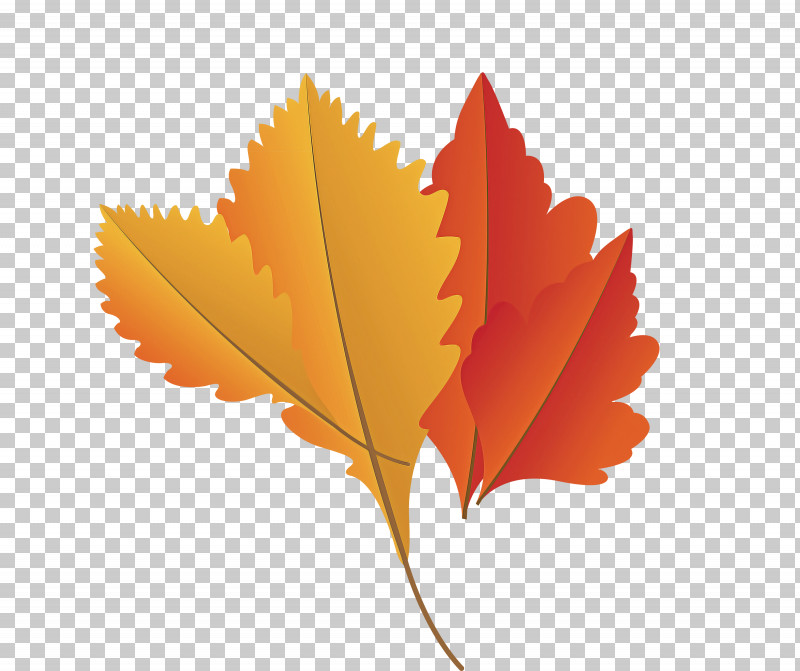 Maple Leaf PNG, Clipart, Autumn Leaf, Autumn Leaf Color, Cartoon Leaf, Fall Leaf, Fern Free PNG Download