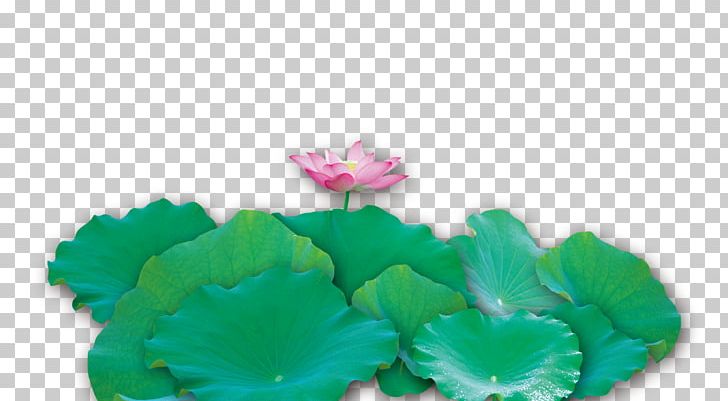 Nelumbo Nucifera Lotus Effect Leaf PNG, Clipart, Download, Euclidean Vector, Flower, Flowers, Free Logo Design Template Free PNG Download