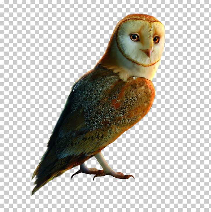 Bird Feather Little Owl Parakeet 10 December PNG, Clipart,  Free PNG Download