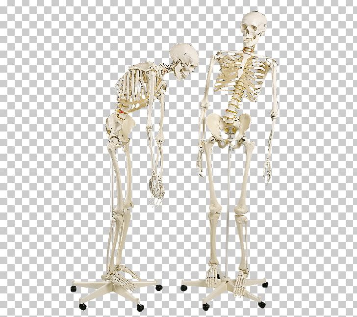 Human Skeleton Anatomy Science Vertebral Column PNG, Clipart, Anatomy, Arm, Biology, Bone, Foot Free PNG Download