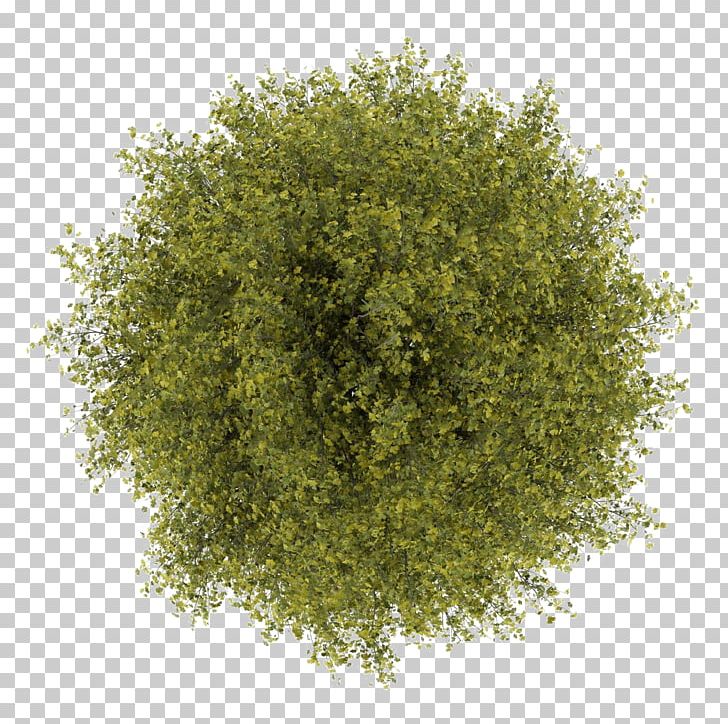 Tree Stock Photography PNG, Clipart, Desktop Wallpaper, Evergreen, Free Tree, Landscape Design, Maple Free PNG Download