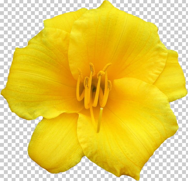 Common Evening-primrose PNG, Clipart, Bld, Common Eveningprimrose, Daylily, Evening Primrose, Flower Free PNG Download