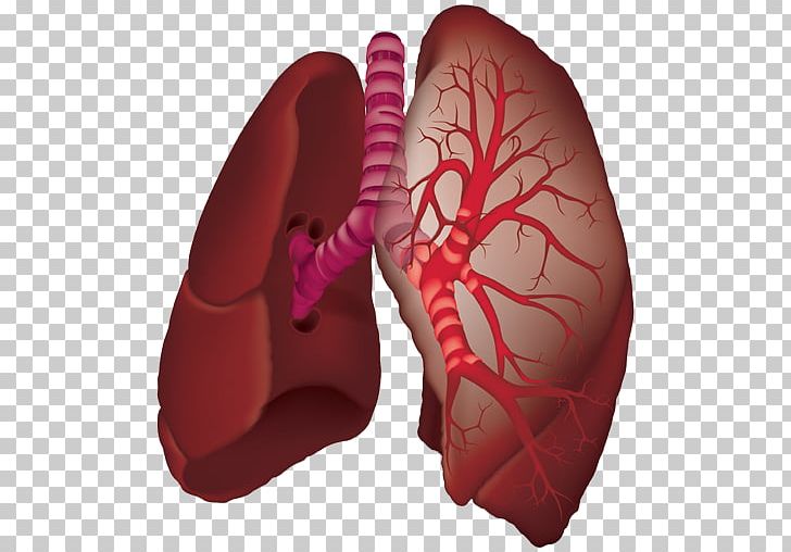 Organ Lung Animaatio Aorta Laboratories Pvt. Ltd. PNG, Clipart, Animaatio, Aorta, Auscultation, Bit, Lung Free PNG Download