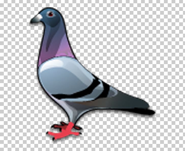 Columbidae Rock Dove Bird Bald Eagle PNG, Clipart, Animals, Bald Eagle, Beak, Bird, Columbidae Free PNG Download