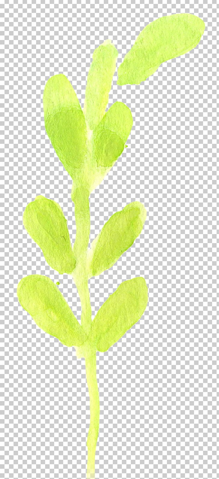 Leaf Plant Stem Branching PNG, Clipart, Branch, Branching, Leaf, Organism, Plant Free PNG Download